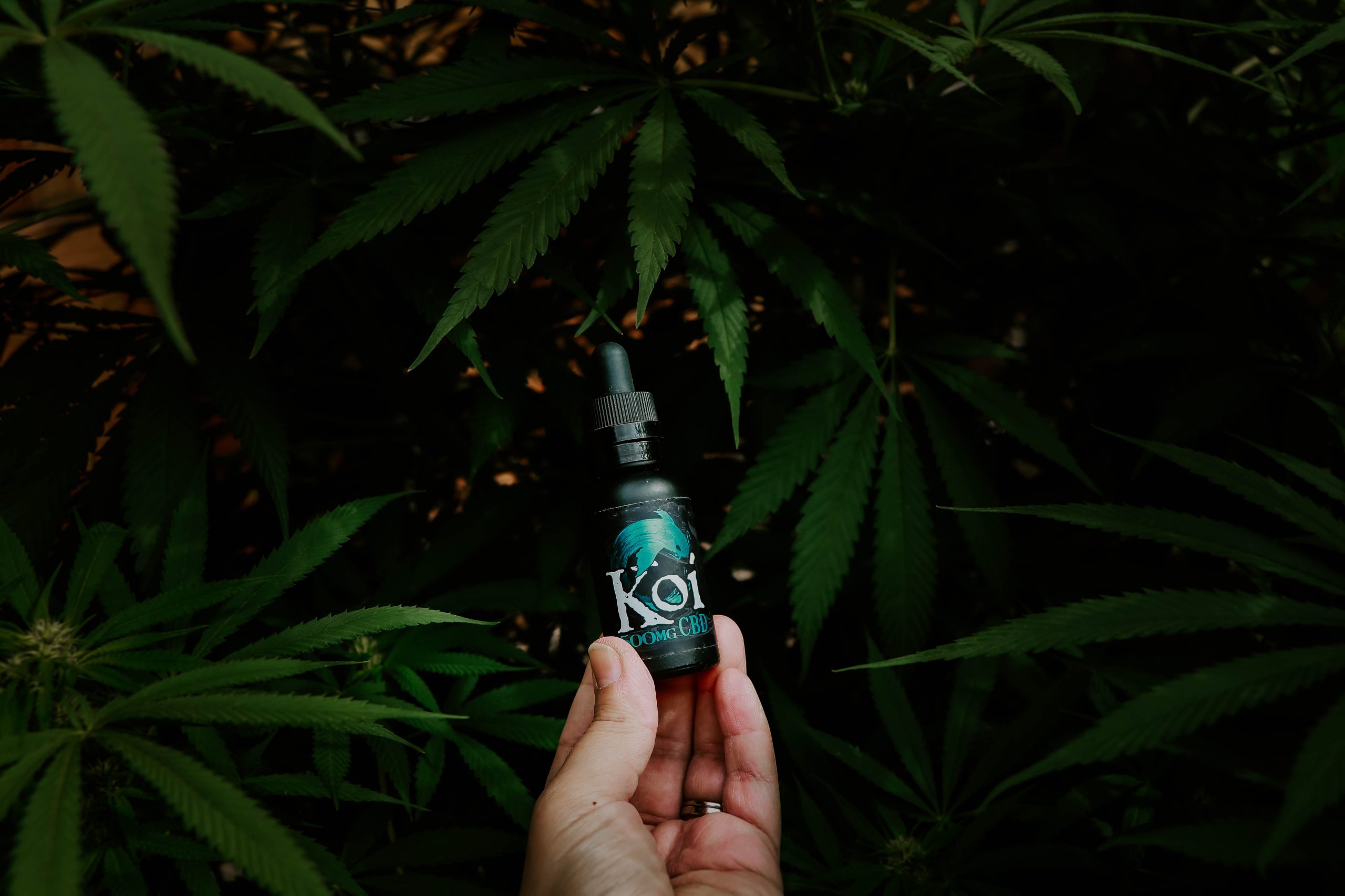 Cold Pressed CBD Oil What is It and How Is It Different