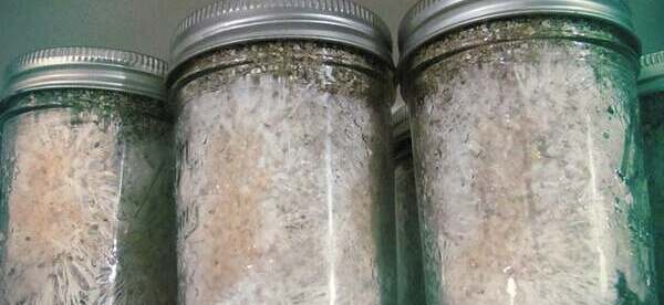 Shiny Spore Grain Spawn Jars for Magic Mushroom