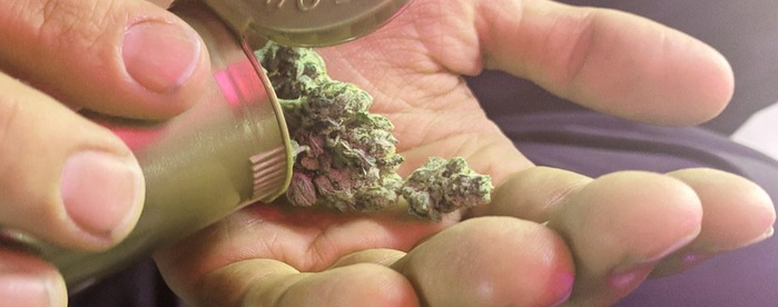 High THC levels in marajuana
