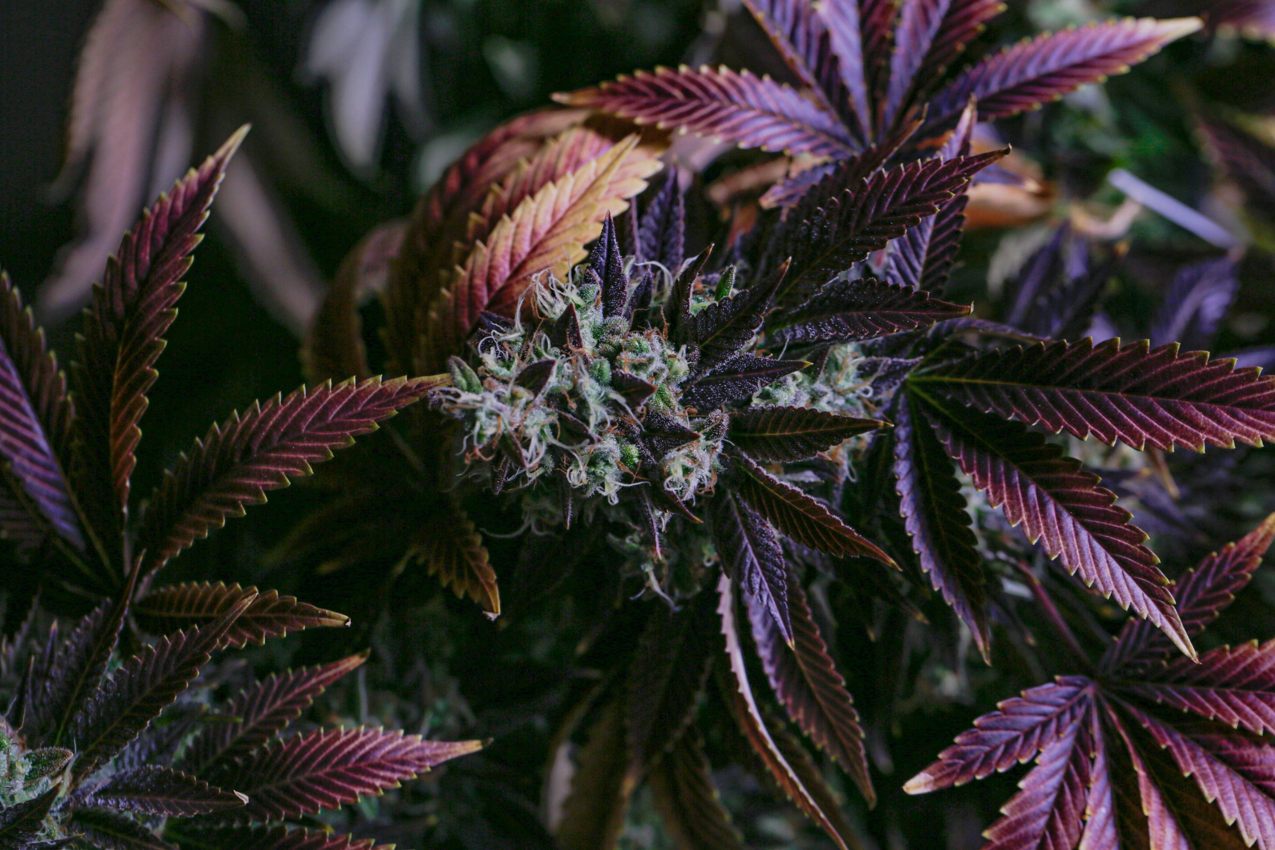 Cannabis Plant Ready To Harvest