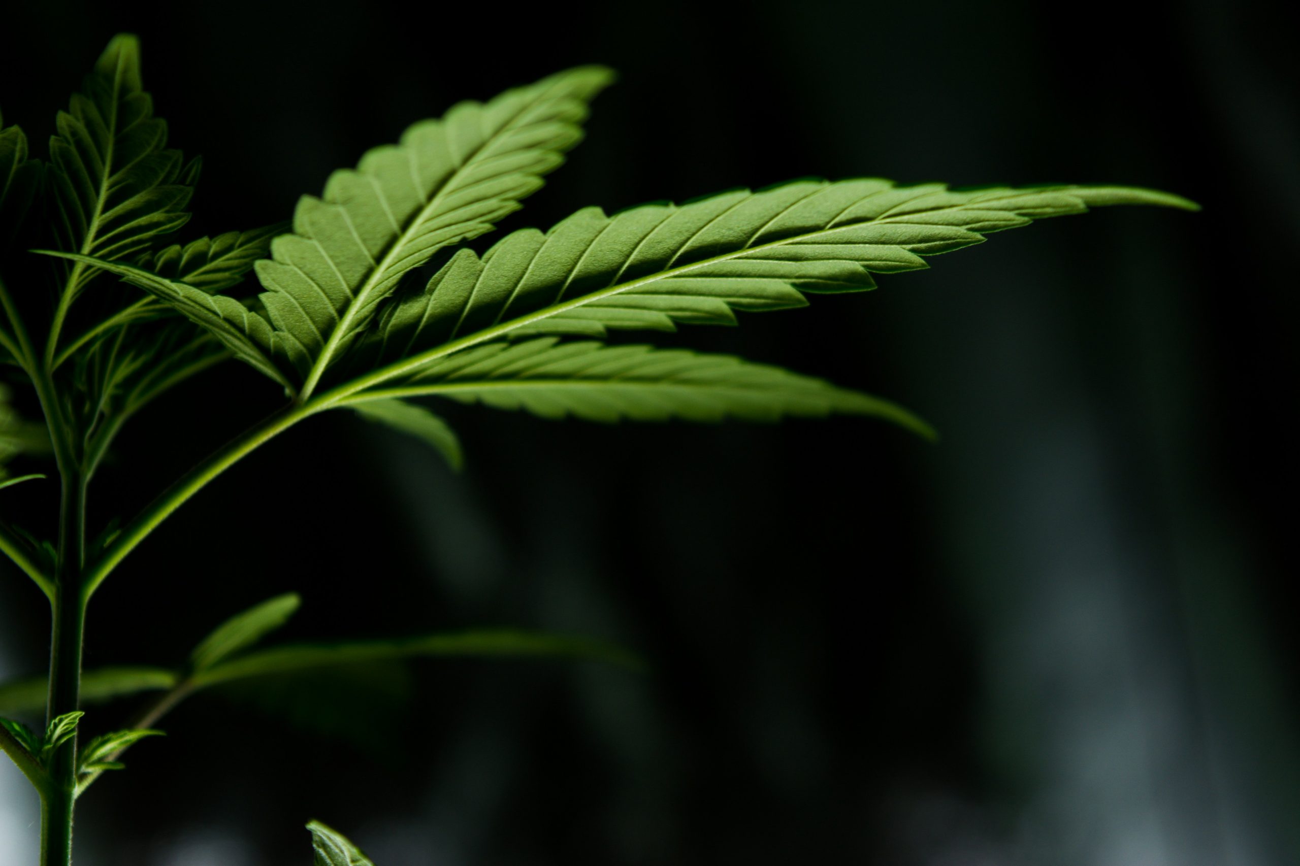 CBDa - Cannabis Leaf