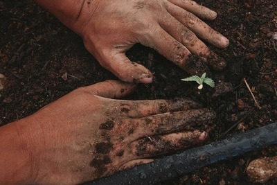 Hands Growing A Seedling Of Hemp