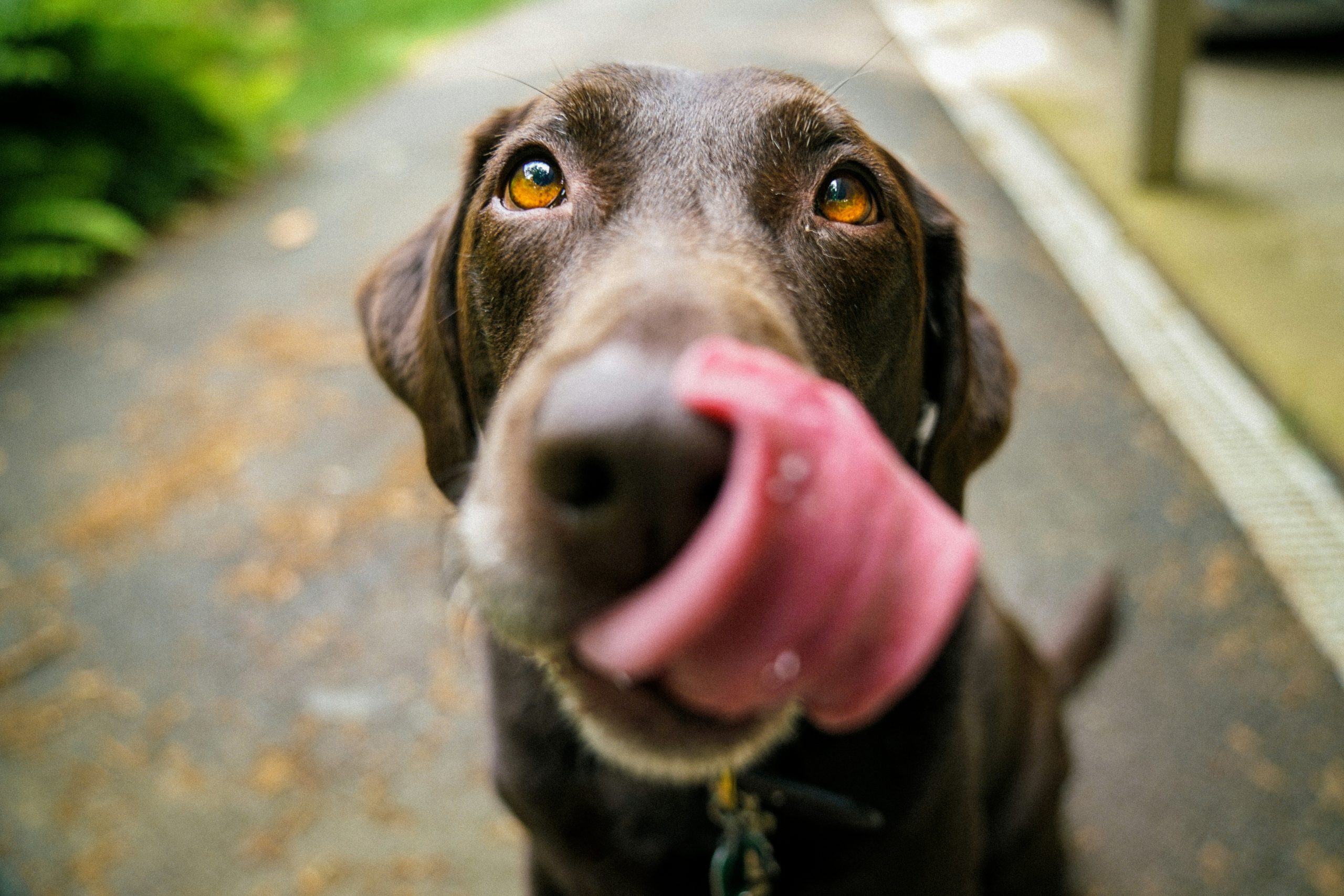 Happy Dog Licking Lips